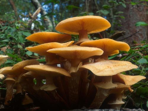 Honey Mushroom