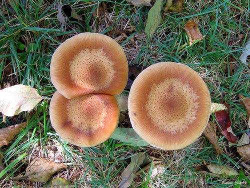 Honey Mushroom