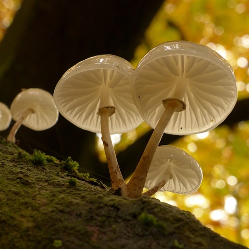 porcelain mushroom