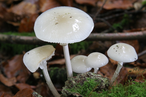 porcelain mushroom