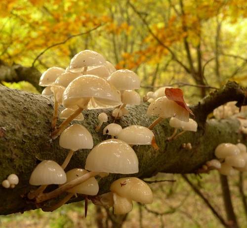 porcelain mushroom