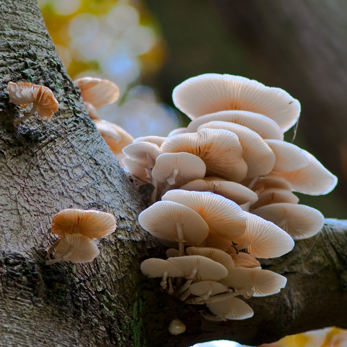 porcelain mushroom