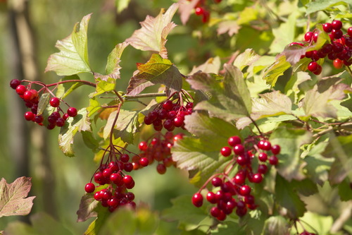guelder-rose