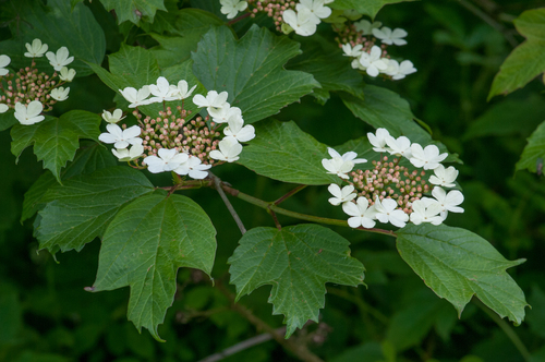 guelder-rose
