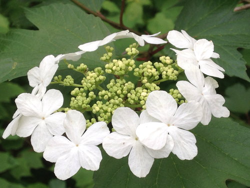 guelder-rose