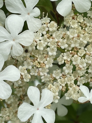 guelder-rose