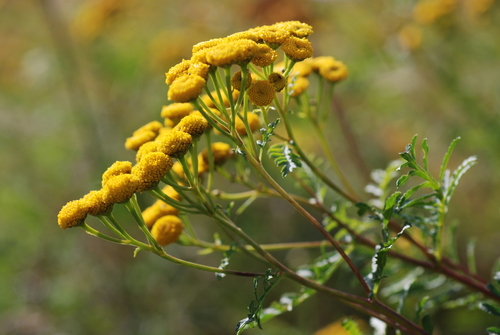 tansy
