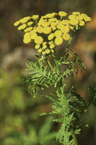 tansy