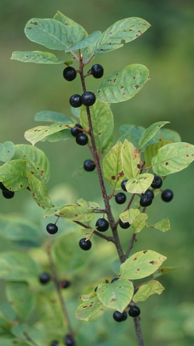 alder buckthorn
