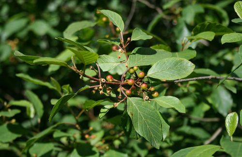 alder buckthorn
