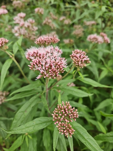 hemp agrimony