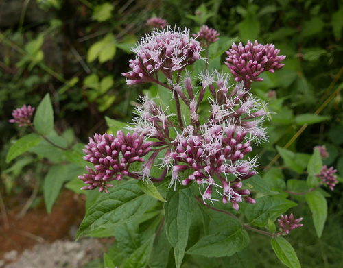 hemp agrimony