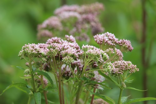 hemp agrimony
