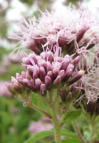 hemp agrimony