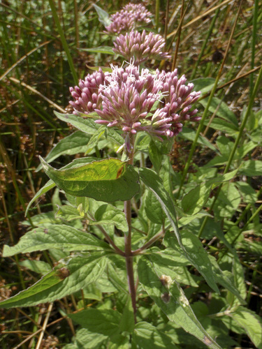 hemp agrimony