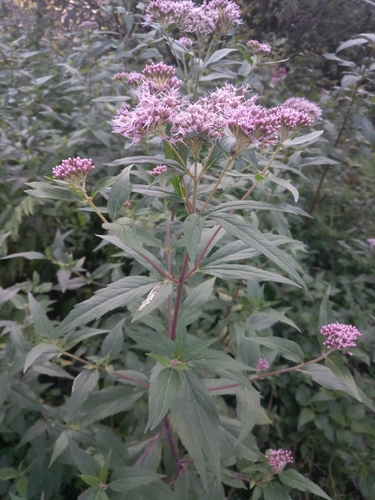 hemp agrimony