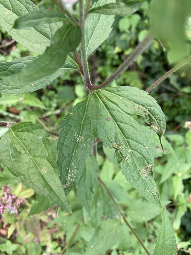hemp agrimony