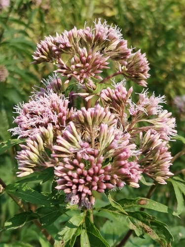 hemp agrimony