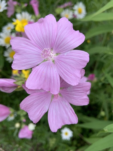 musk mallow