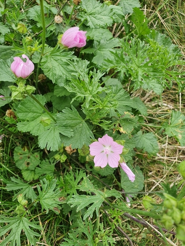 musk mallow