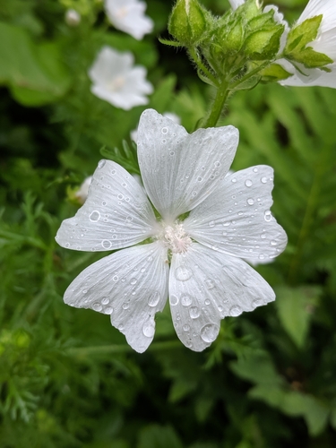 musk mallow