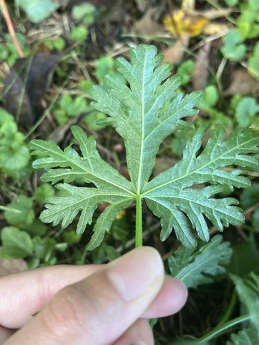 musk mallow