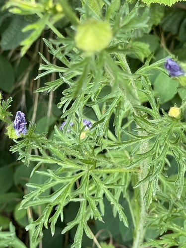 musk mallow