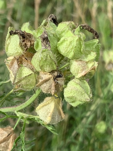 musk mallow