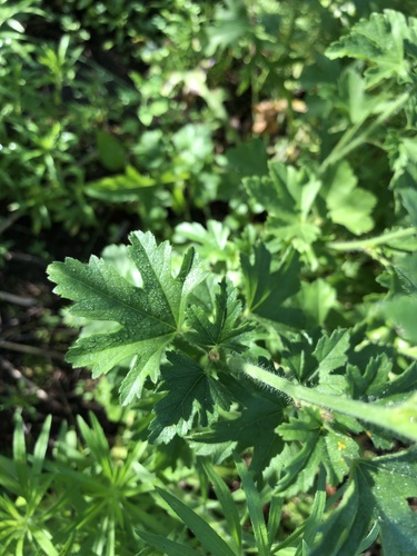musk mallow