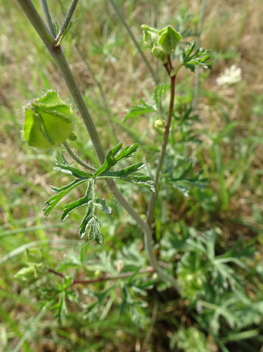 musk mallow