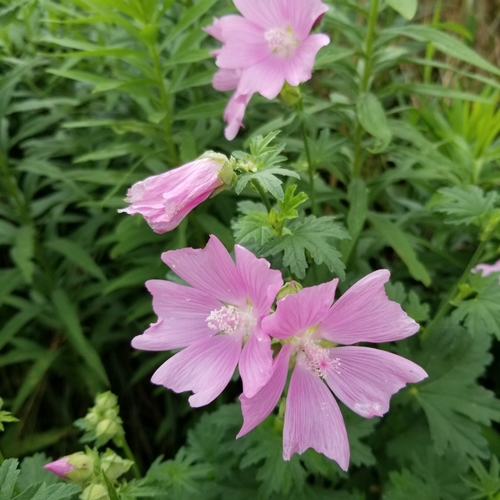 musk mallow