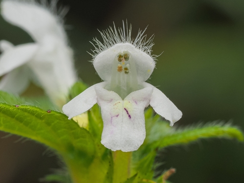 Common hemp-nettle