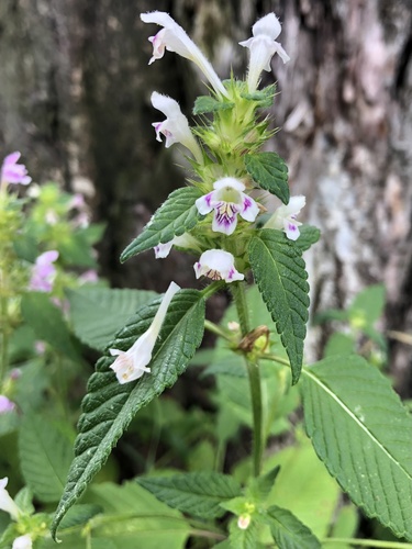 Common hemp-nettle