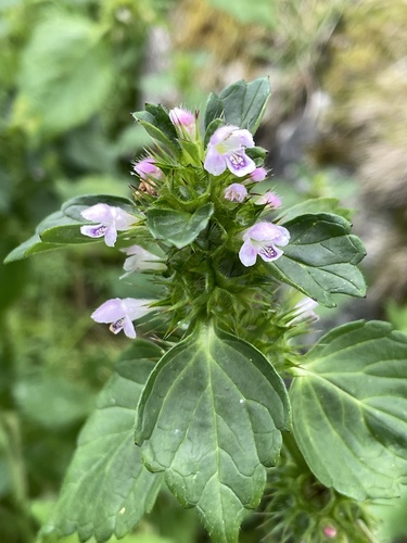 Common hemp-nettle