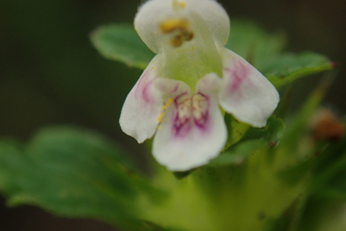 Common hemp-nettle