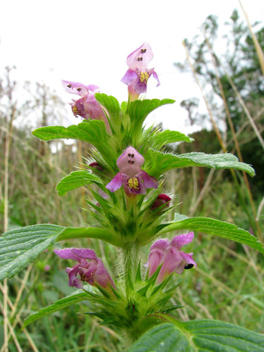 Common hemp-nettle