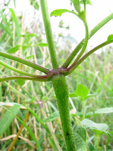 Common hemp-nettle