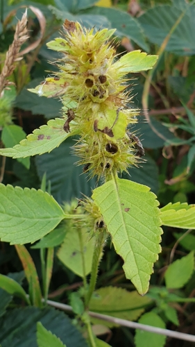Common hemp-nettle