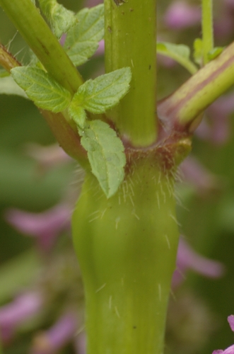Common hemp-nettle