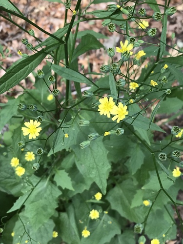 nipplewort