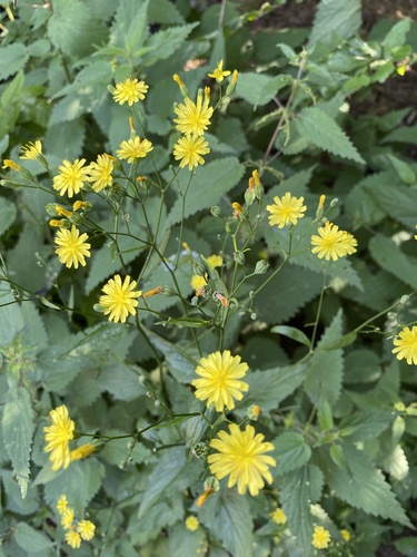nipplewort