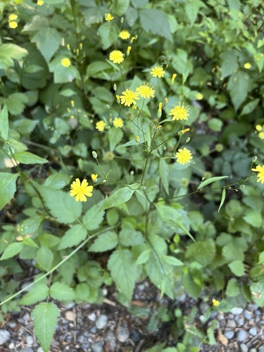 nipplewort