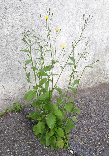 nipplewort