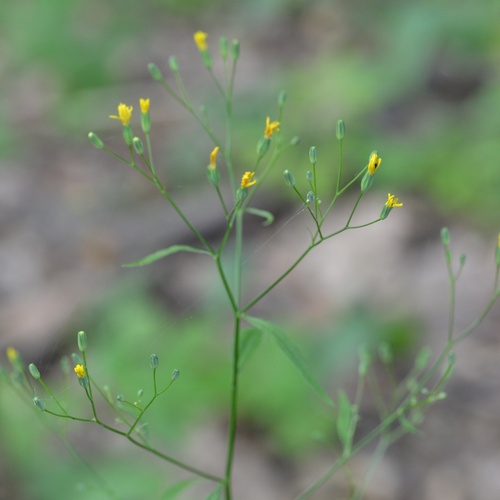 nipplewort