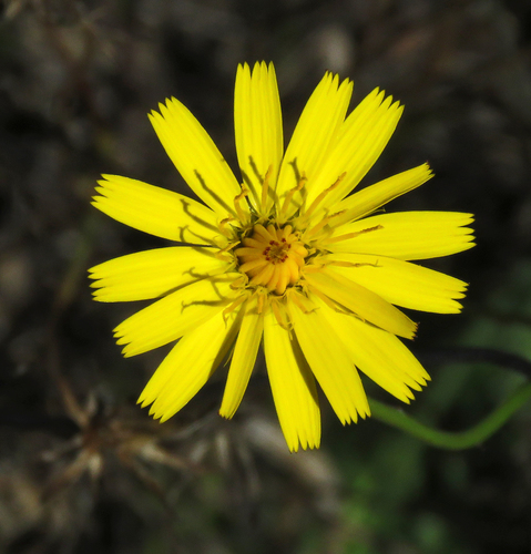 nipplewort