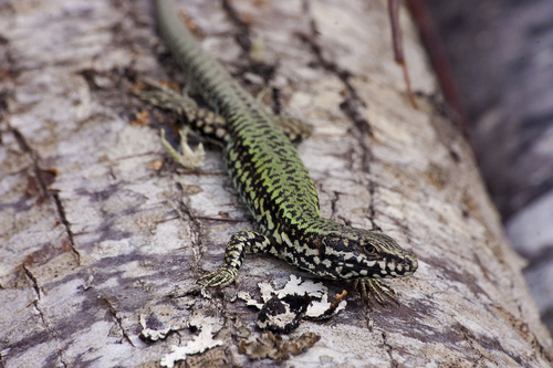 Common Wall Lizard