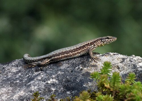 Common Wall Lizard