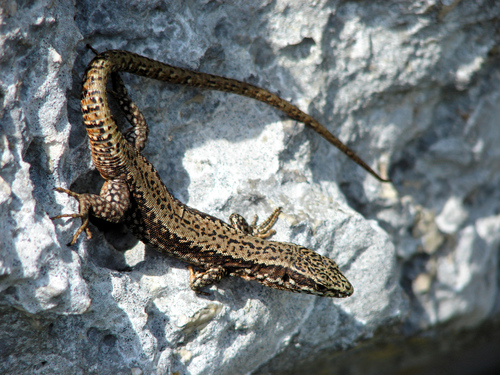Common Wall Lizard