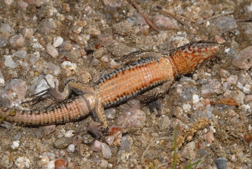 Common Wall Lizard