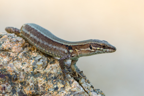 Common Wall Lizard